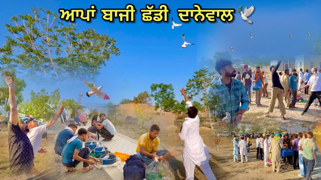 ਆਪਾਂ ਬਾਜੀ ਛੱਡੀ - ਦਾਨੇਵਾਲ 🕊️|| Apa Bazi Shdi 🕊️|| ਕਬੂਤਰ ਬਾਜੀ ਮੁਕਾਬਲਾ ਪਿੰਡ ਦਾਨੇਵਾਲ📍|| #kabootar