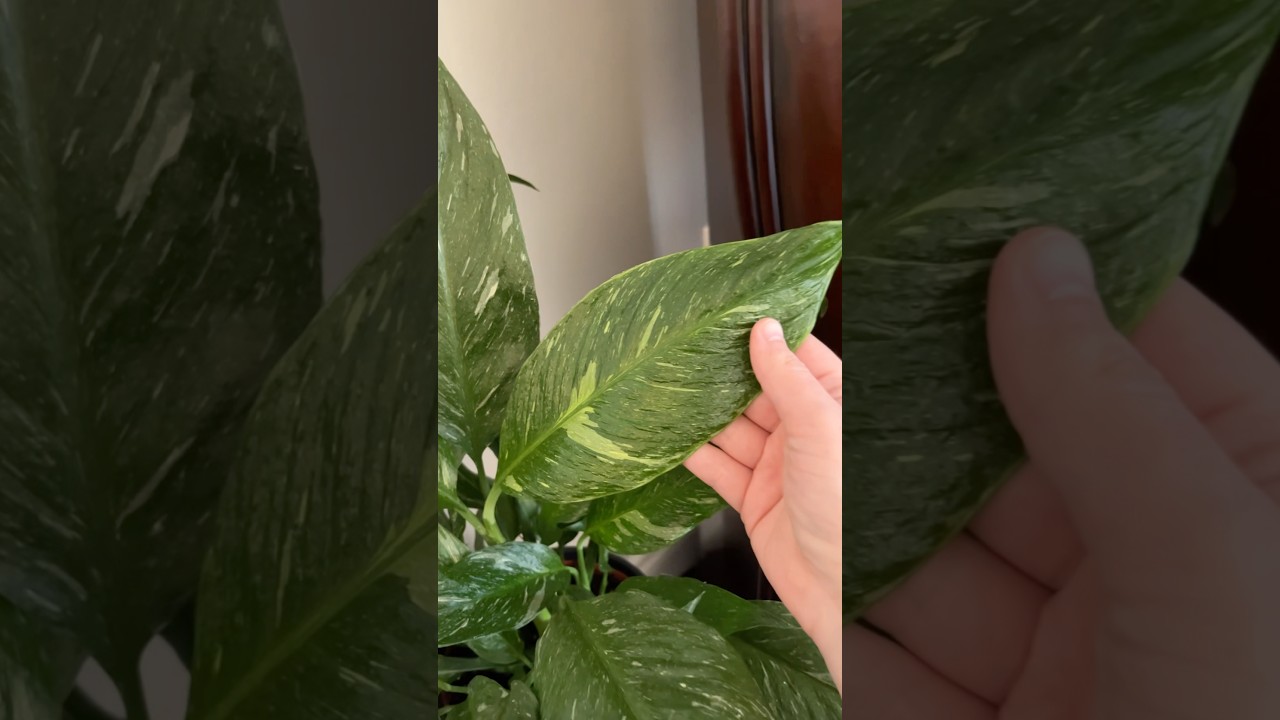 Domino Peace Lily | Variegated Plants | Tropical Planty Rare Easy Common Houseplants | Urban Jungle