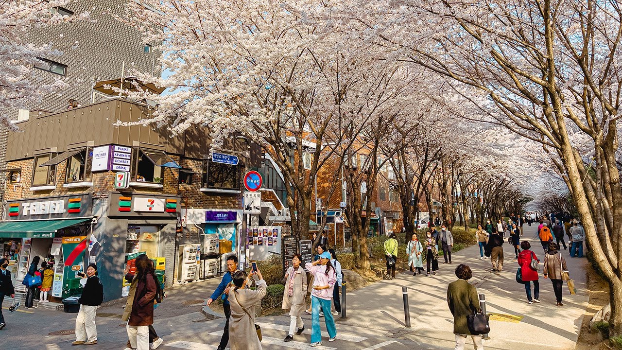 Cherry Blossom Seoul 2023 Gyeongui Line Forest Park | Travel Korea 4K HDR
