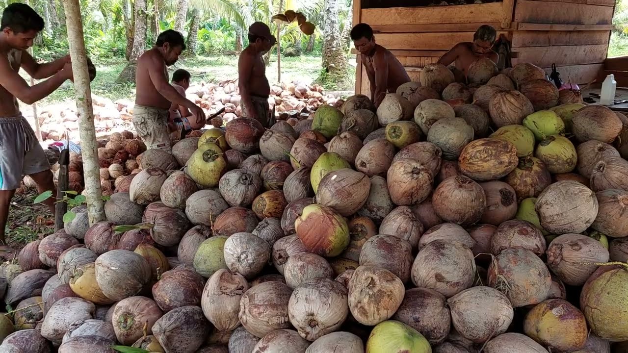 Proses Pengolahan Kelapa Menjadi Kopra