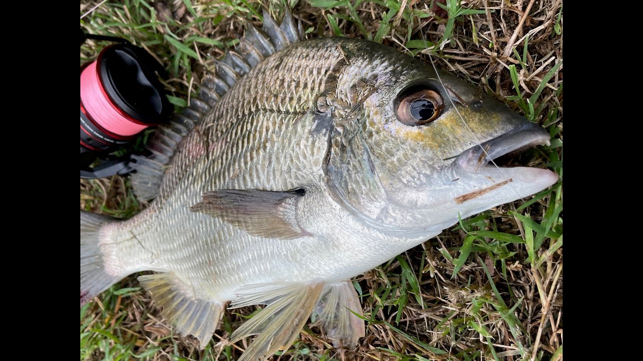 PTP Fishing - Broadbeach Gold Coast - Bream fishing