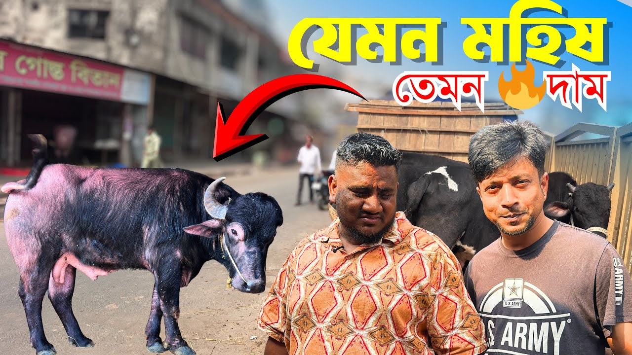 মিরপুর ১১ এ আগুন মহিষের বাজার! 😱 | Buffalo Market Bangladesh | Uzzol Gosto Bitan