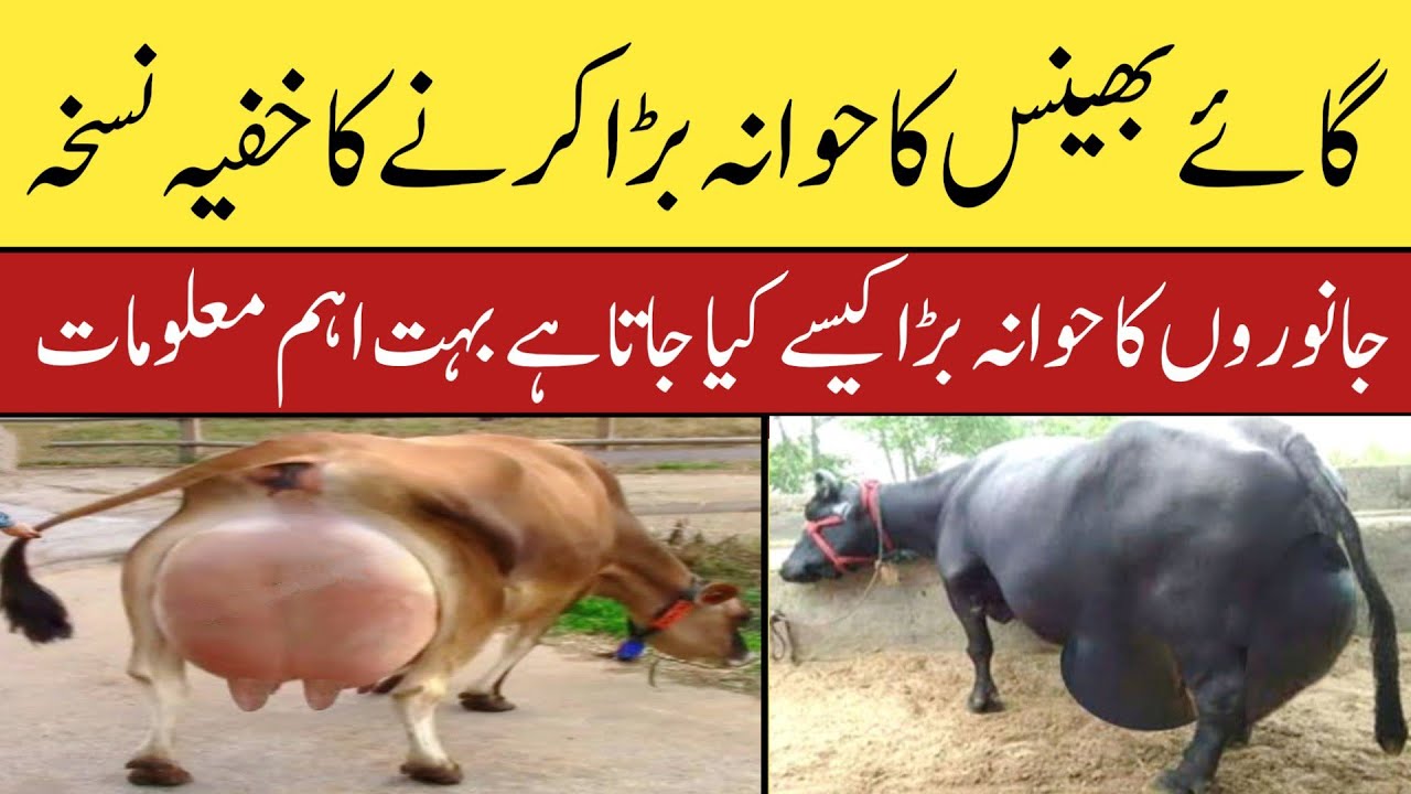 how to increase udder size of cow and buffalo | Janwar ka chadda kese bara Kia jata hai