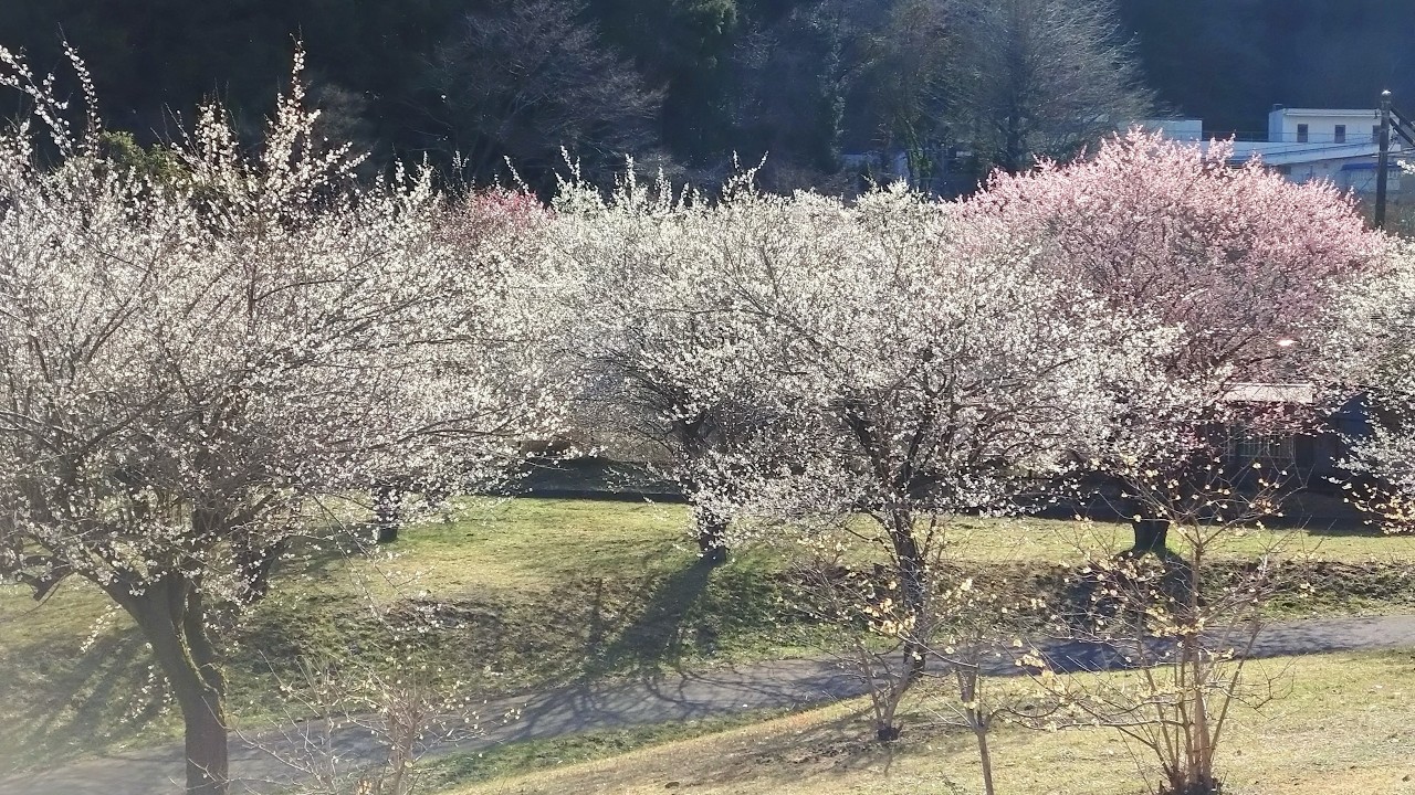 梅の花と高尾山
