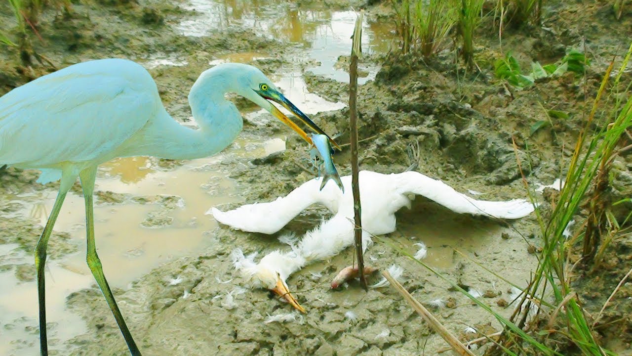 The Best Bird Trap (Heron) | How To Hunting Heron | Awesome!! Quick Birds Trap