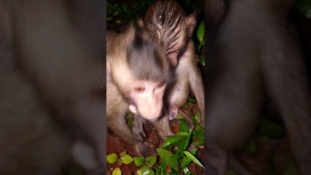 Update mom Merya she is pregnant, The baby Mesell and family group Mahanokor