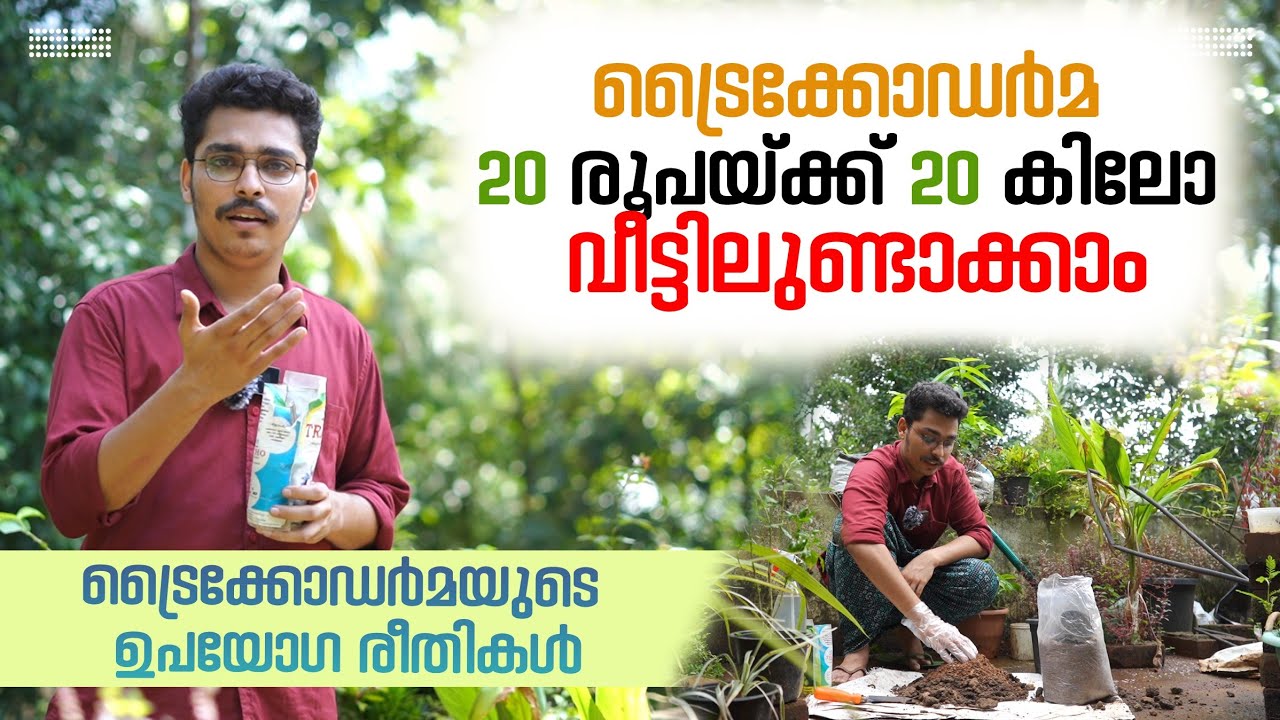 ട്രൈക്കോഡർമ 20 രൂപയ്ക്ക് 20 കിലോ വീട്ടിലുണ്ടാക്കാം | TRICODARMA | Kitchen Mystery | Dhe Krishi