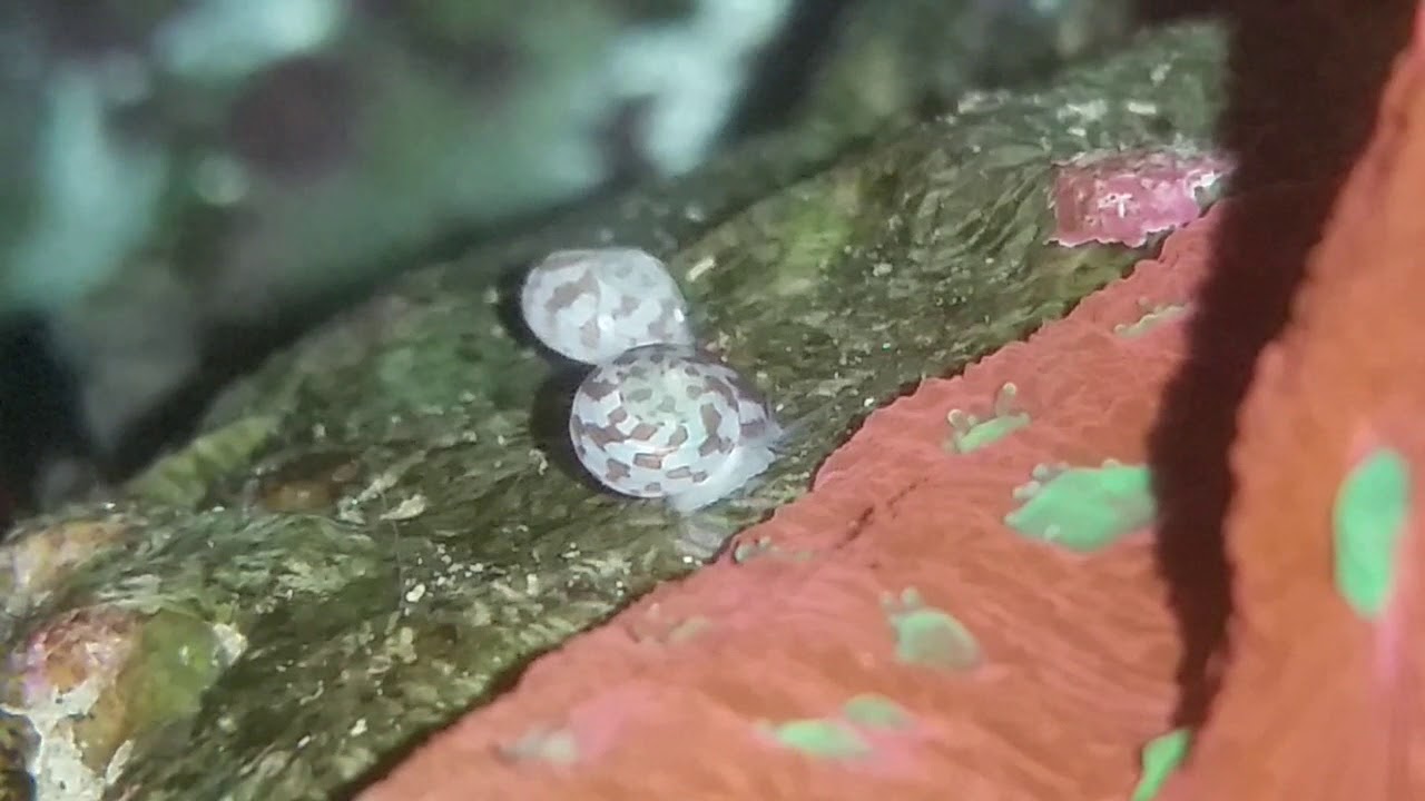 Snail identification