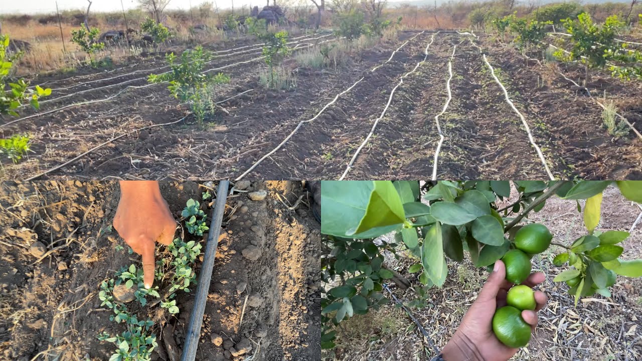 Regando huerta de Limon con agua de pozo profundo