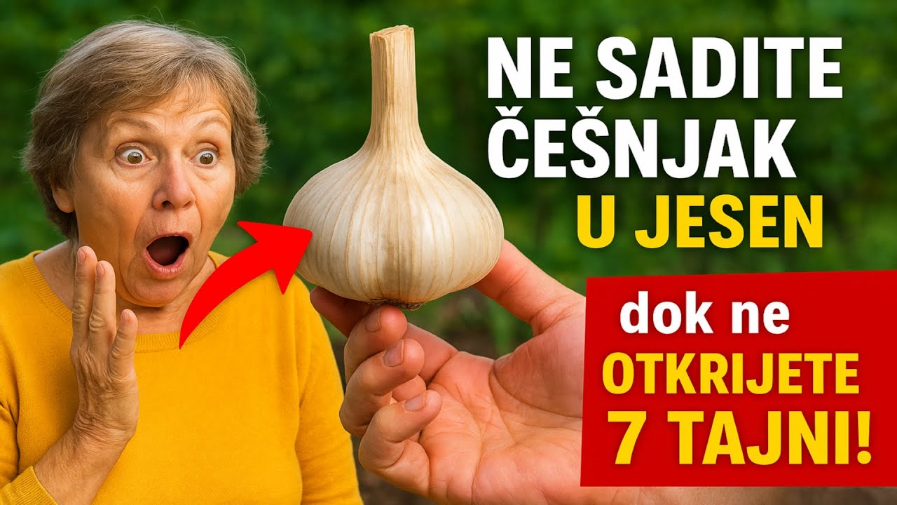 NE SADITE ČEŠNJAK U JESEN dok ne OTKRIJETE OVIH 7 TAJNI! Jamstvo gigantskih glavica.