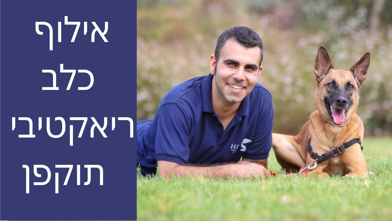אילוף כלב תוקפן | טיפול בכלב ריאקטיבי | חשיפה | כלב תוקף גברים | אילוף אצל לקוח | טל שלוש מאלף בכיר