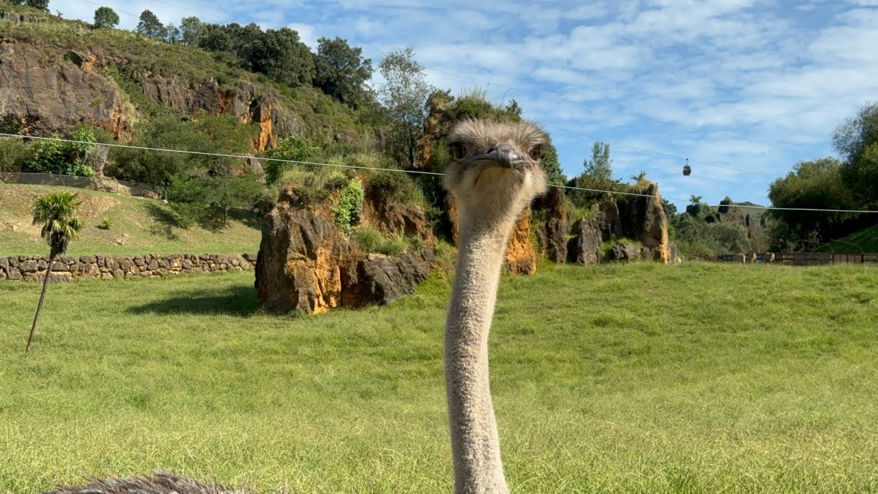CABARCENO 2024 regresamos a Cantabria🦉