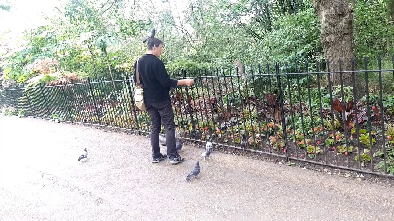 Man Feeding Squirrels & Birds at Hyde Park, London