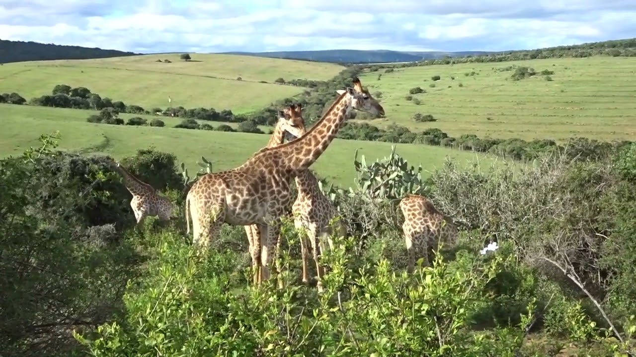 MAH06216 Giraffes Addo, Bellevue Forest Reserve