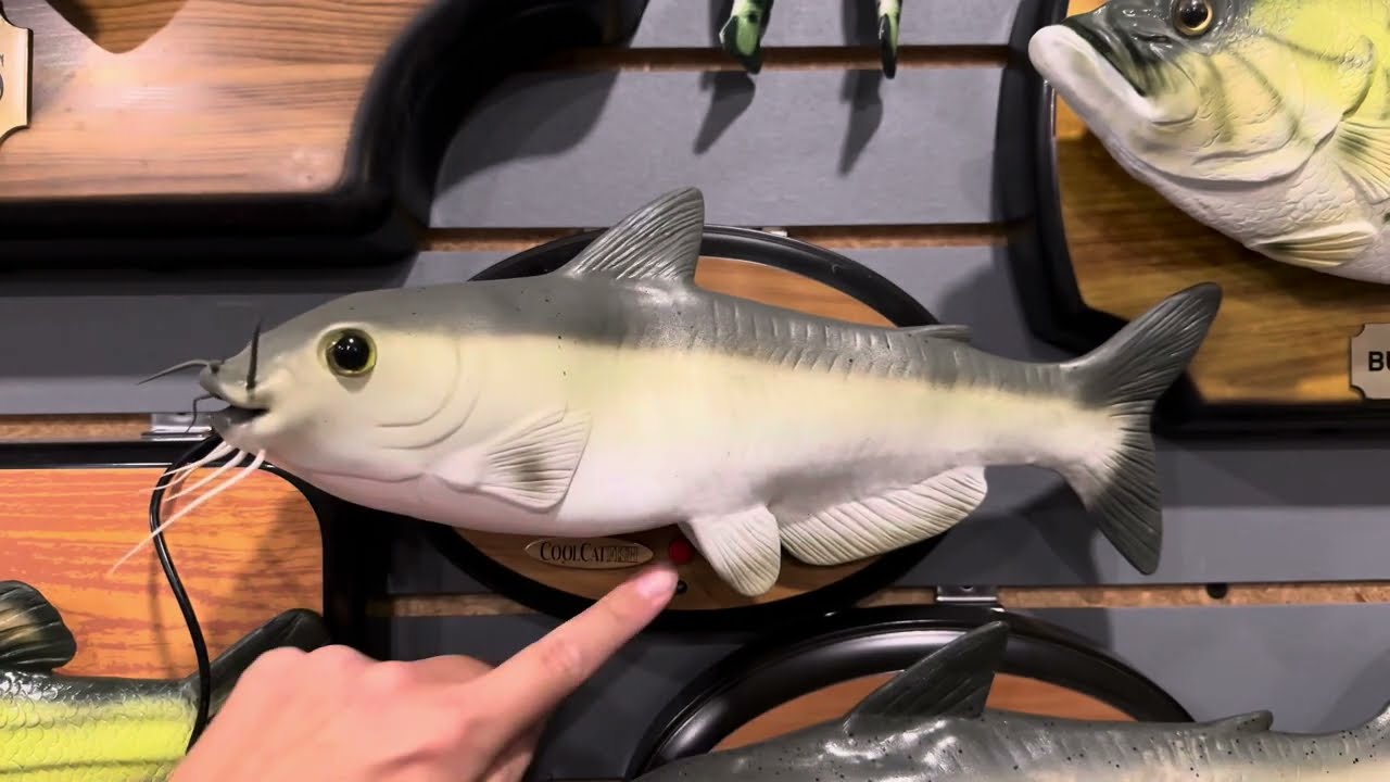My cool catfish singing fish collection