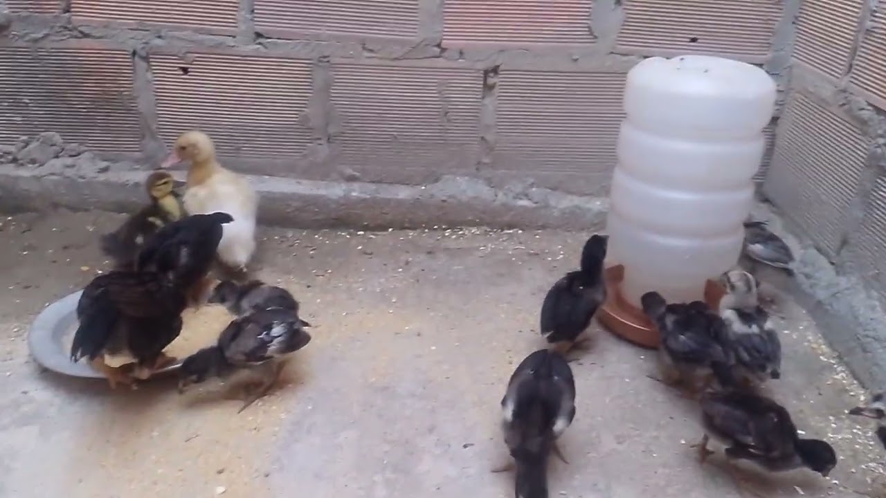 Nova compra, um casal de pato 