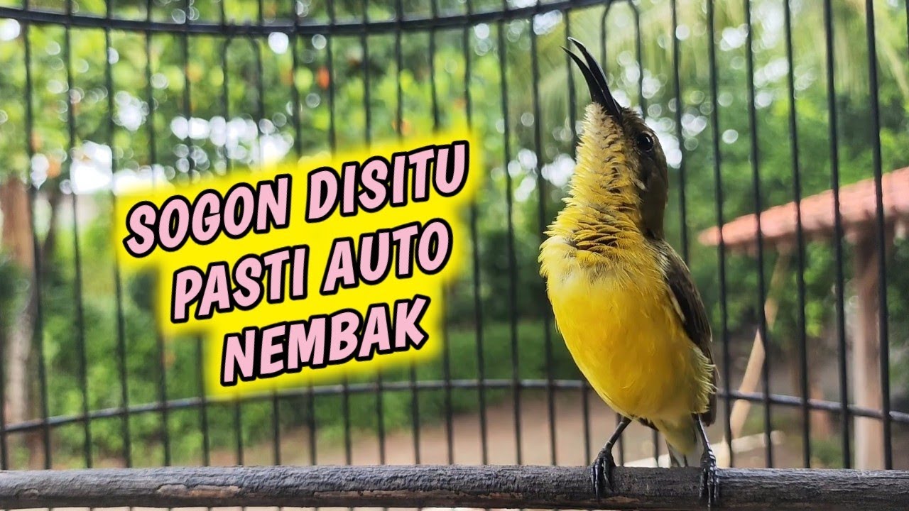 SOGON BETINA GACOR NGOBRA PANCINGAN PENGGACOR SEMUA SOGON‼️Sogon Betina Memanggil Jantan