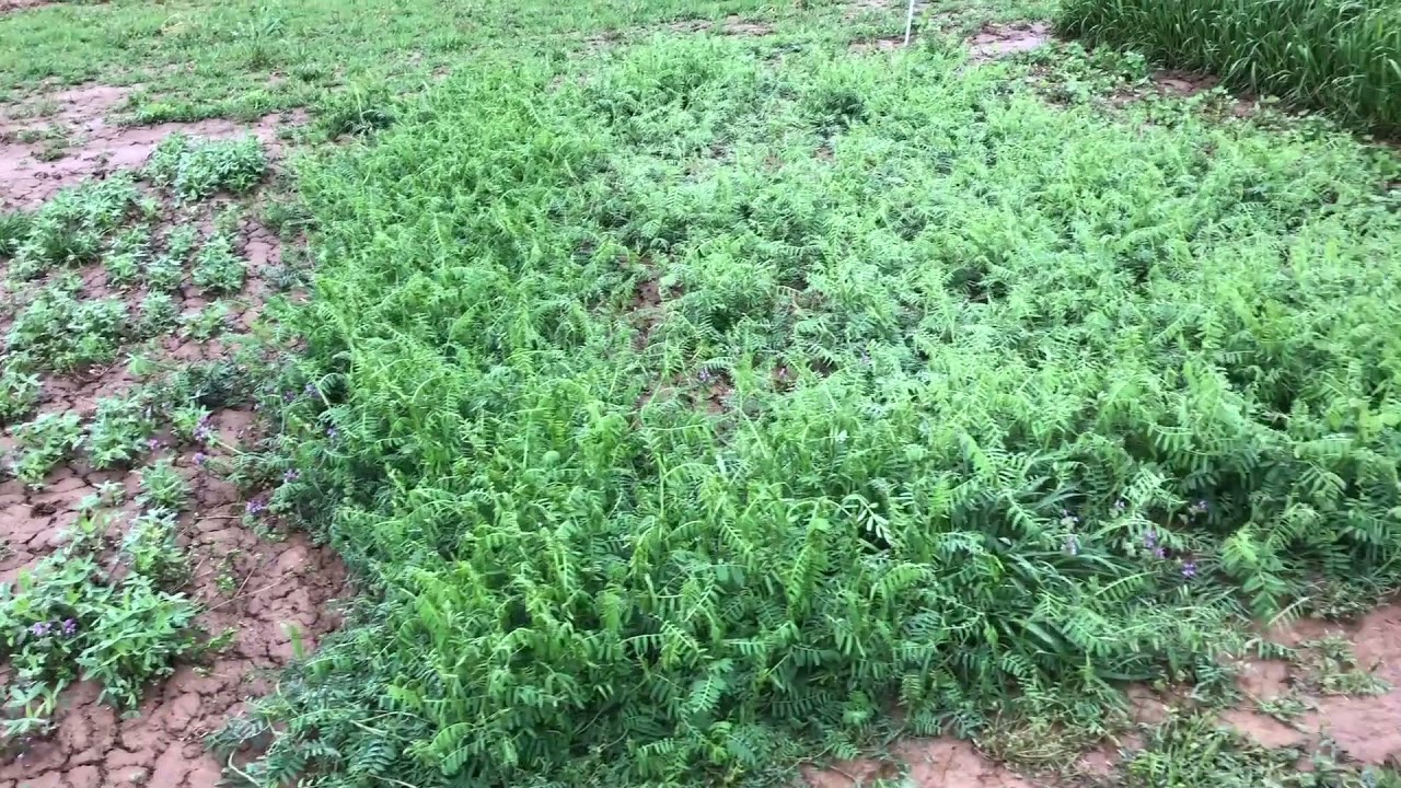 2021 Cover Crop Trials - Legumes - Penn State University
