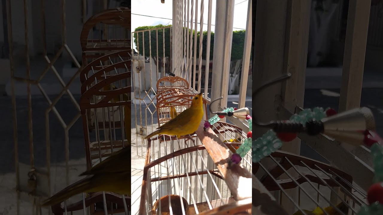 canario criollo suelto el canival de Barranquilla