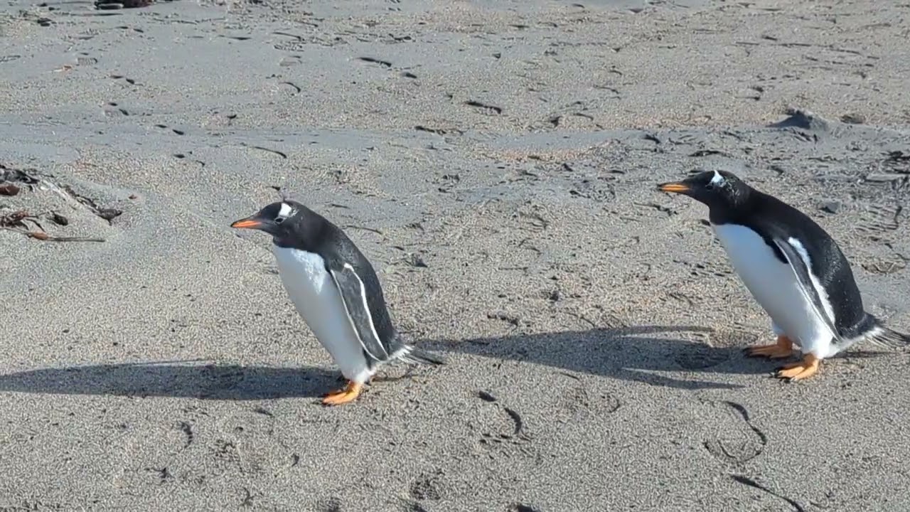 Gentoo penguins on the Falklands 