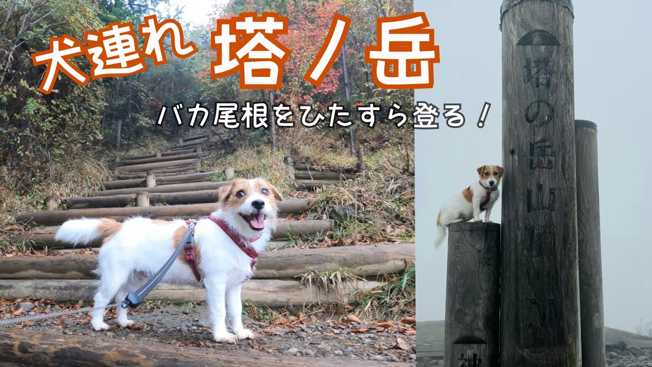 【犬連れ登山】大倉尾根で塔ノ岳トレーニング / hike with dogs in Japan Jack Russell Terrier