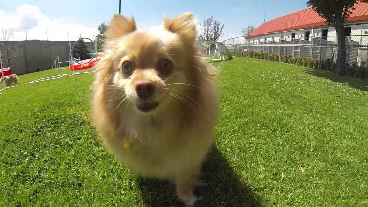 El Mejor Hotel de Perros en México www.elcancontento.com