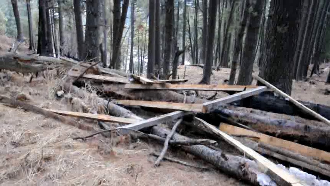 Timber mafia allegedly cutting trees illegally in Wildlife protected areas