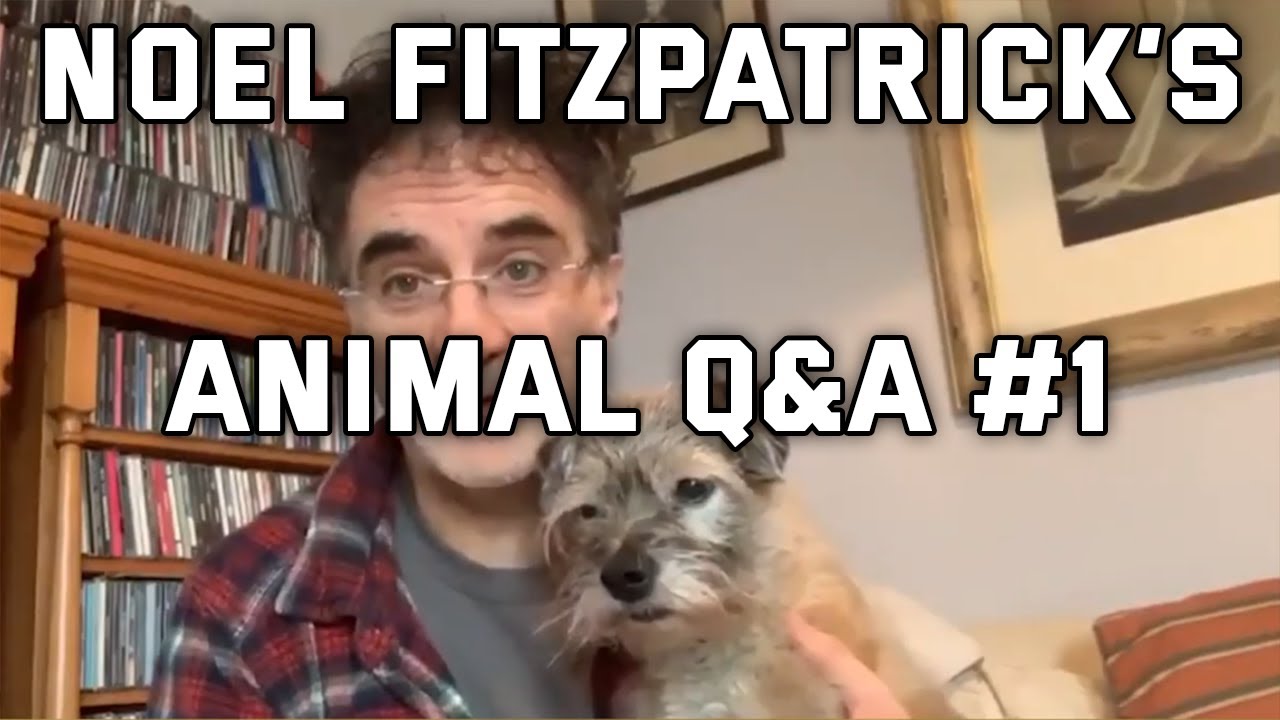 Animal Q&A #1 with Noel Fitzpatrick - 4th May 2020