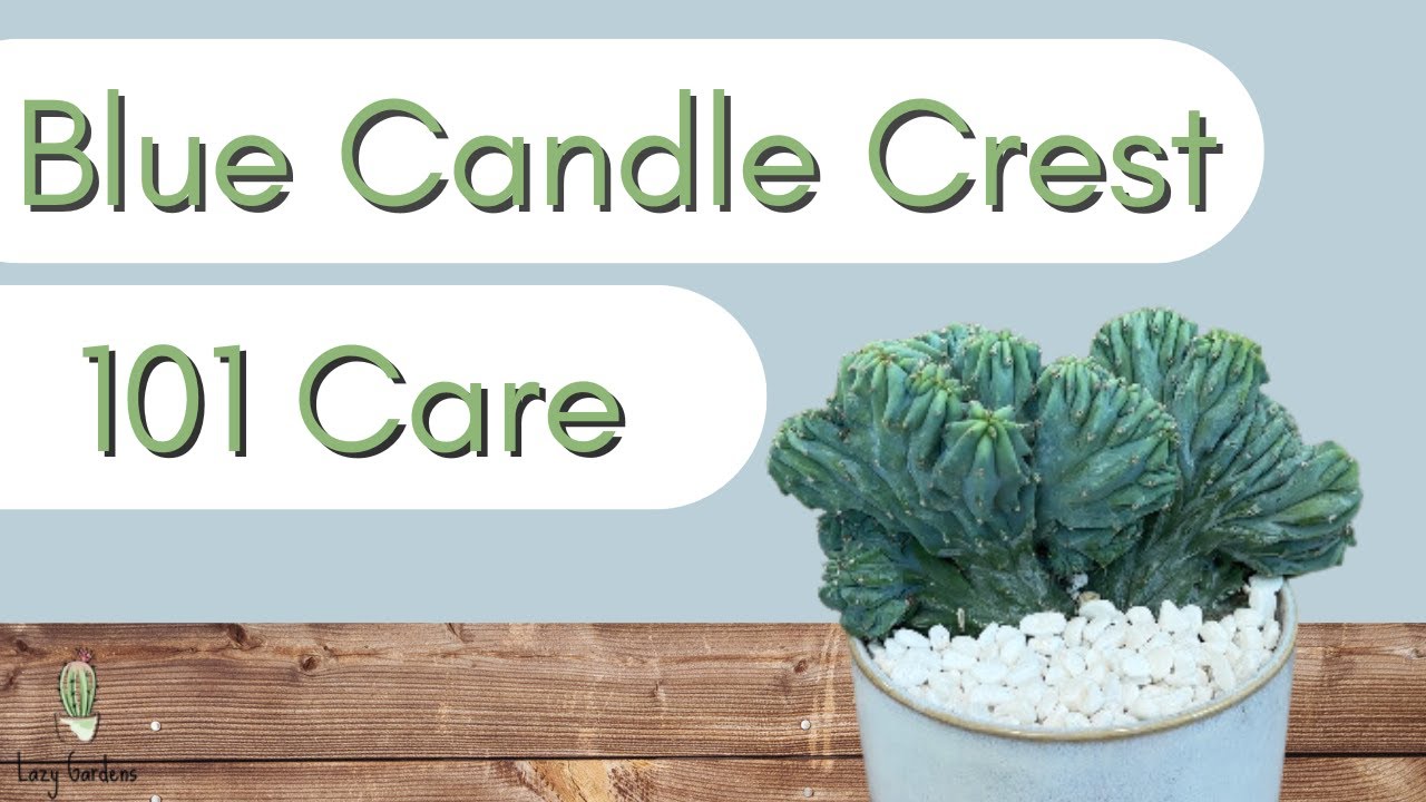 How to Care for Blue Candle Crest 101 | Myrtillocactus Geometrizans Cristata