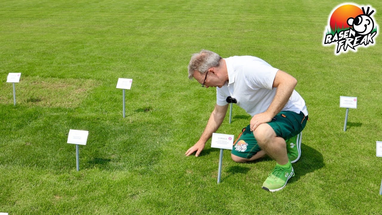 DEMOPARK 2023: Sonderschau Rasenflächen - Gräserarten, Grassorten,  Blattbreiten, Gräserfarben