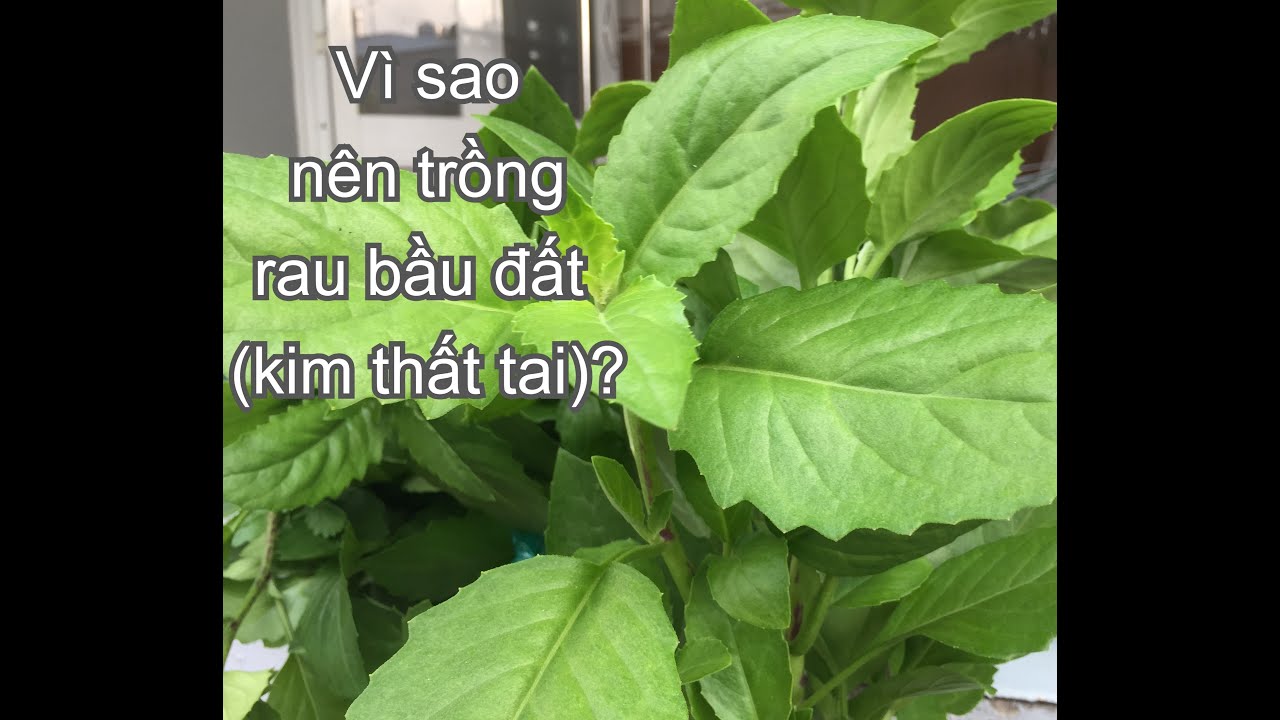 Vì sao nên trồng rau bầu đất (KIM THẤT TAI) trong vườn nhà? | THÍCH TRỒNG CÂY TV