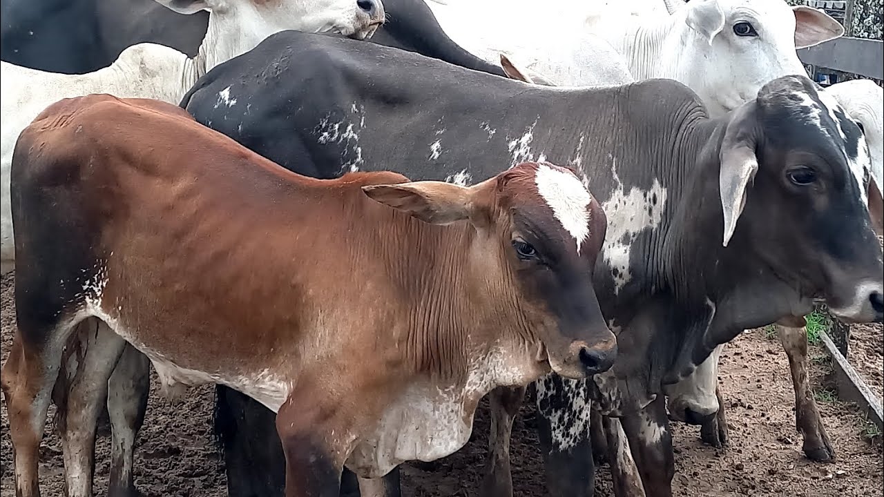 Feira de Gado Capoeiras Pe.27/02/26