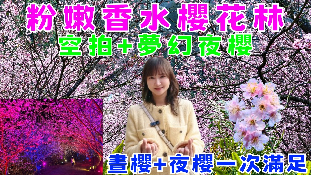 滿山遍野的粉嫩香水櫻！白天美到不真實~夜櫻更夢幻！空拍粉色花海太震撼！空拍夜櫻更令人驚艷！今年最浪漫~2026新北三峽大熊櫻花林賞櫻聖地！春節旅遊好去處！#夜櫻 #櫻花空拍 #櫻花季 #北部賞櫻