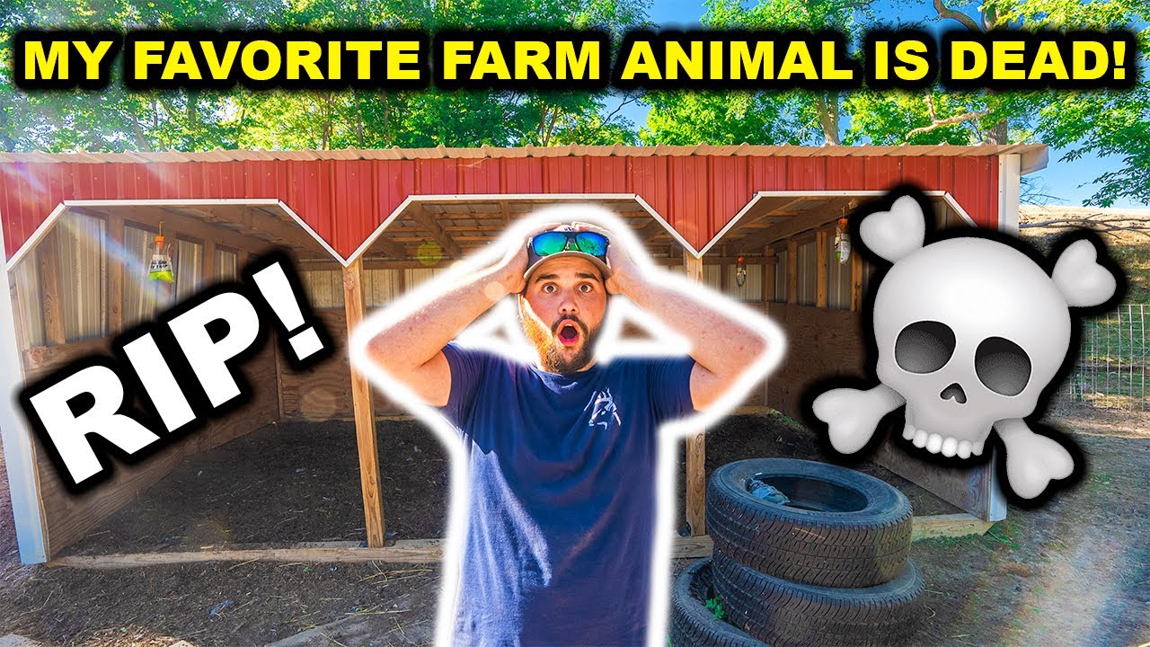 My FAVORITE Backyard FARM Animal is DEAD!!! (RIP) - Had To Call the VET