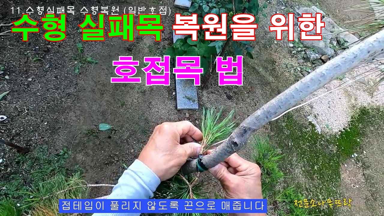 수형실패목 복원을 위한 호접목법 - 소나무 접목은 수형의 완성입니다. #소나무접목법 #소나무수형 #소나무관리 #소나무 #소나무기술 #정원관리