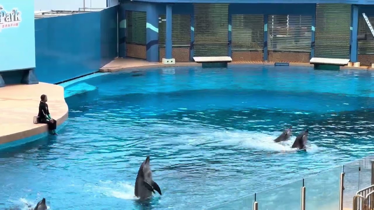 Ocean park hongkong #dolphinshow 2026 