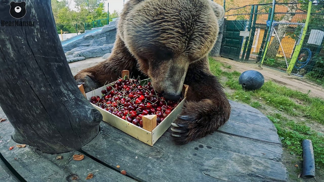 Черешневое настроение🐻🍒
