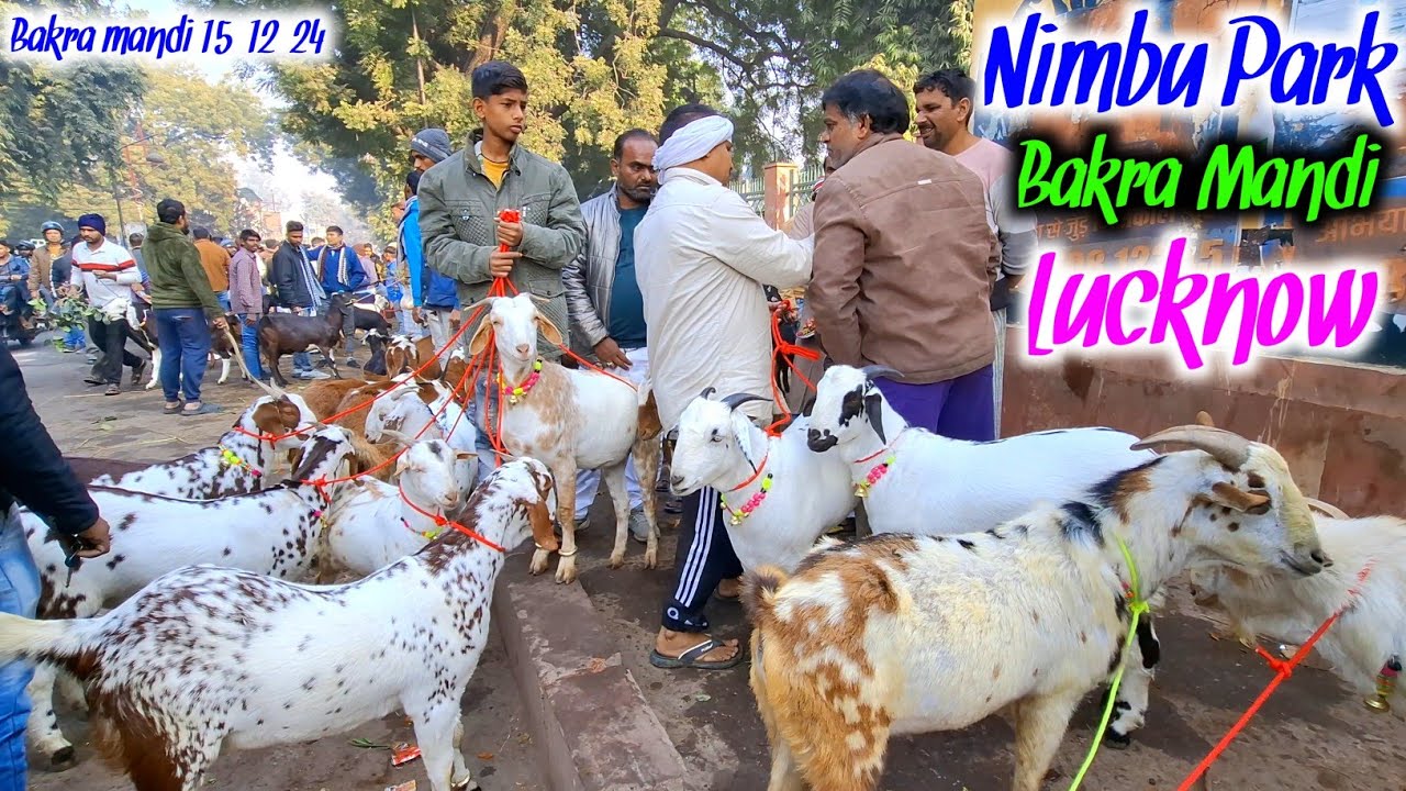 80-80 kg के 3 बकरे 1 लाख में |Barbari Goat |Heavy Goat |Nimbu Park Bakra mandi 15/12/24 Live Update