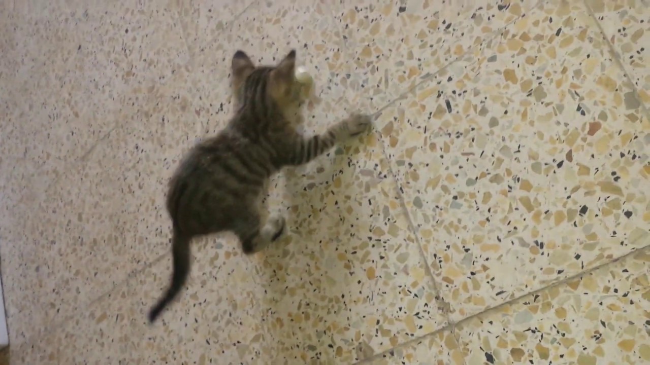 les petit chaton mignon qui jouent ensemble