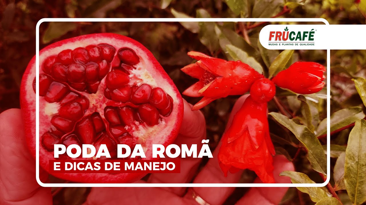 Como Fazer a Poda da Romã? E, Dicas de Manejo.