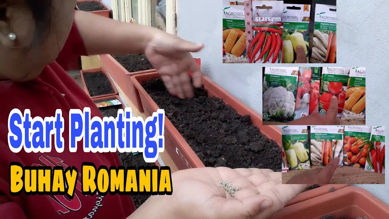 How to plant vegetable seeds in pots? Filipina village life in Romania
