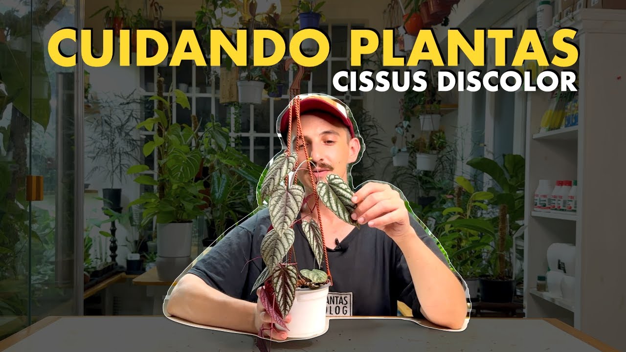 Buscas una planta enredadera? Te enseño a cuidar el Cissus discolor para obtengas colores vibrantes!