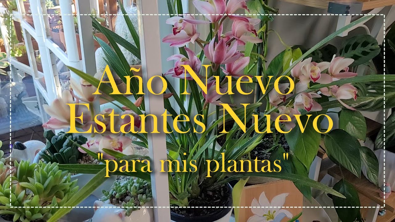 Año Nuevo-Estantes Nuevos 