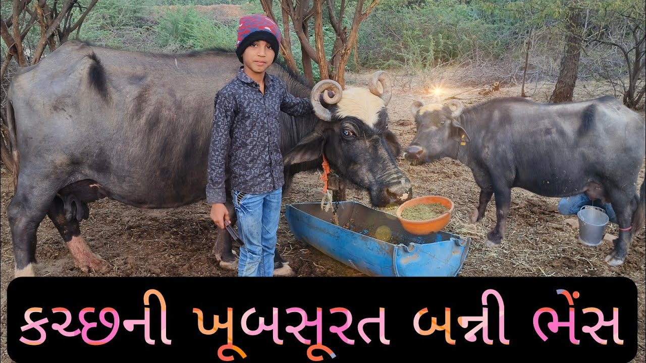 11 વર્ષનો પશુપાલન કરતો બાળક || વિદેશ થી લાખોની નોકરી છોડીને પશુપાલન ને ખેતી કરતા કચ્છી