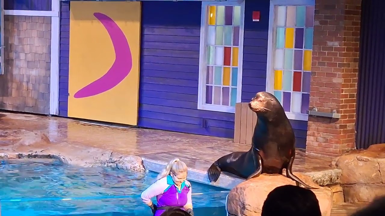Atlanta Aquarium Sea lion show