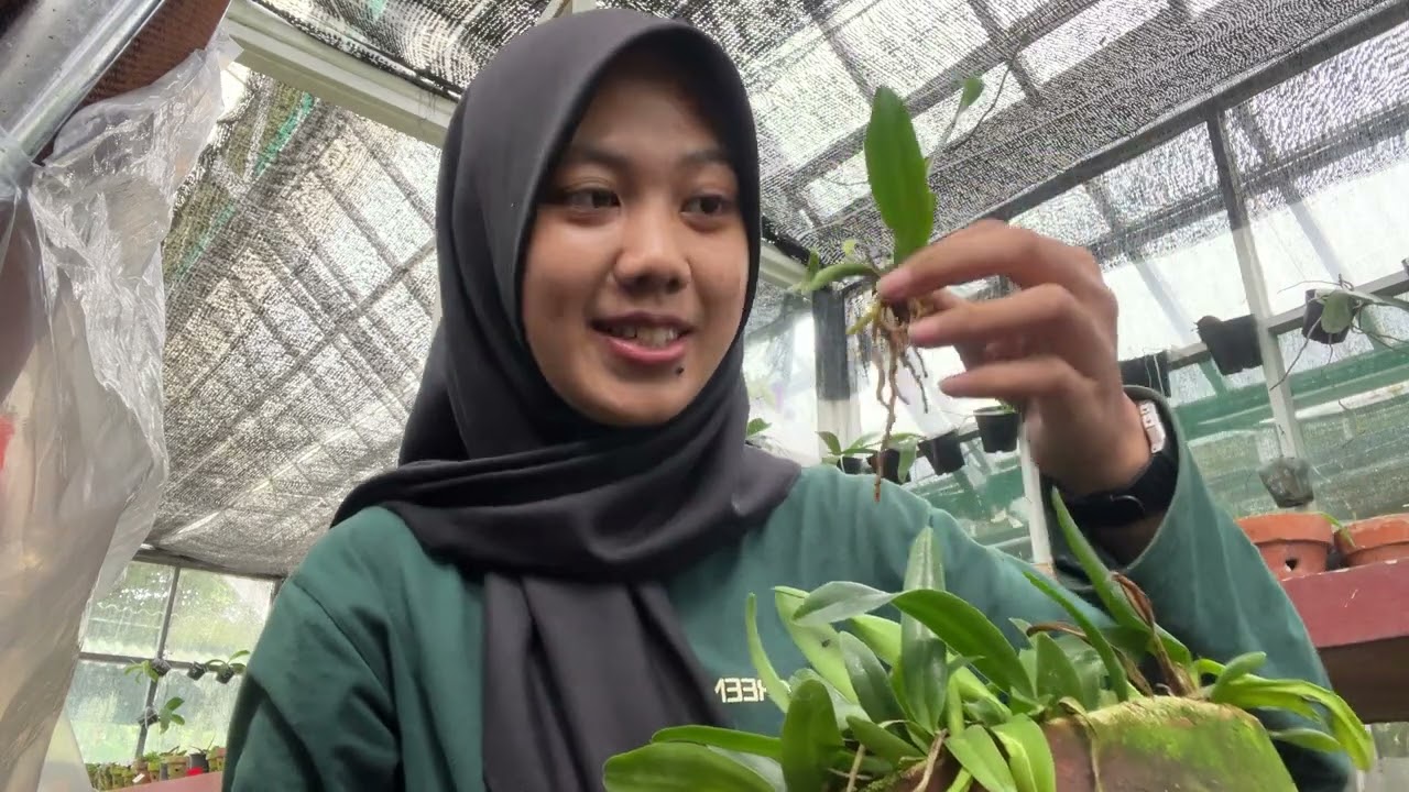 Re-potting Anggrek