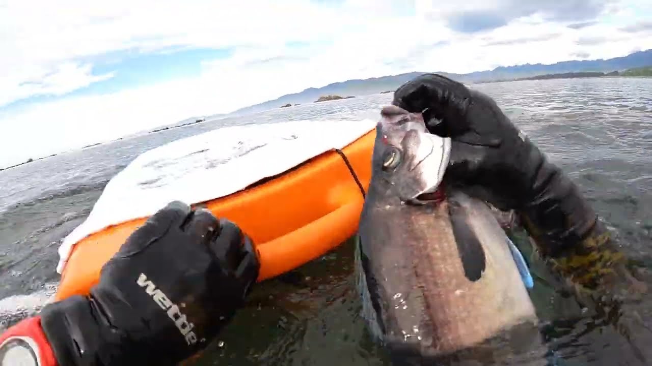 Sea Buoys in Kaikoura Episode 1