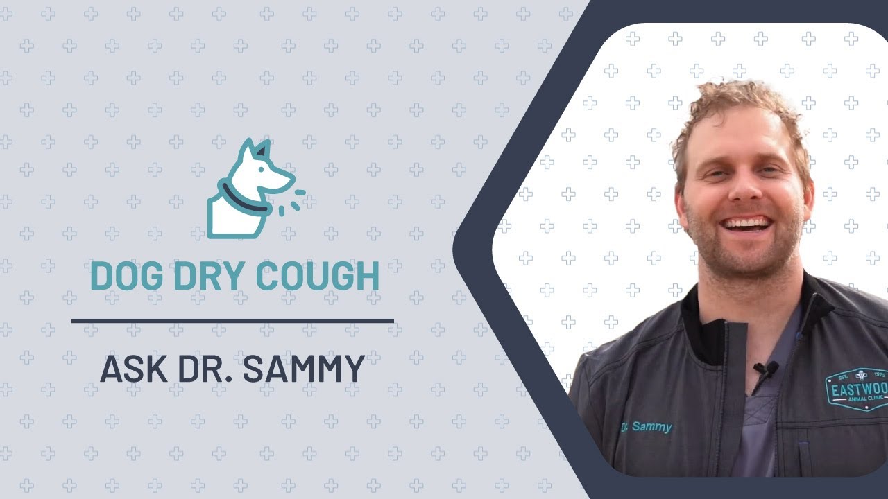 Dog Dry Cough