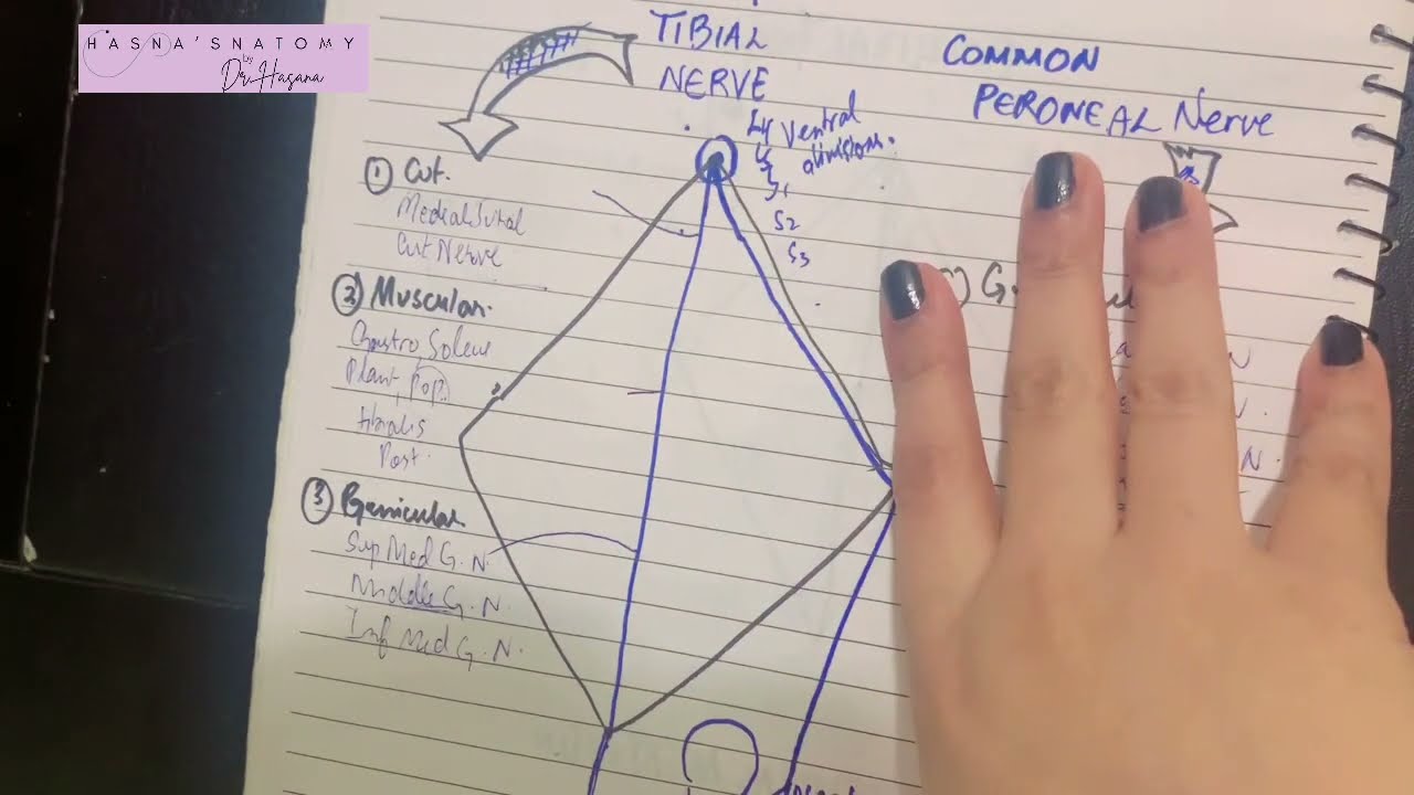 Tibial Nerve | Common Peroneal Nerve | Origin Root Values Course Branches EXPLAINED
