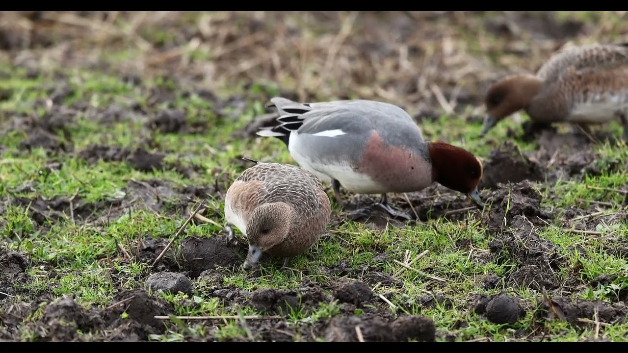 Wigeon